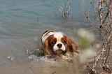 CAVALIER KING CHARLES 632